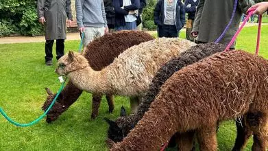 Alpacas on the lawns in Trinity being held by students
