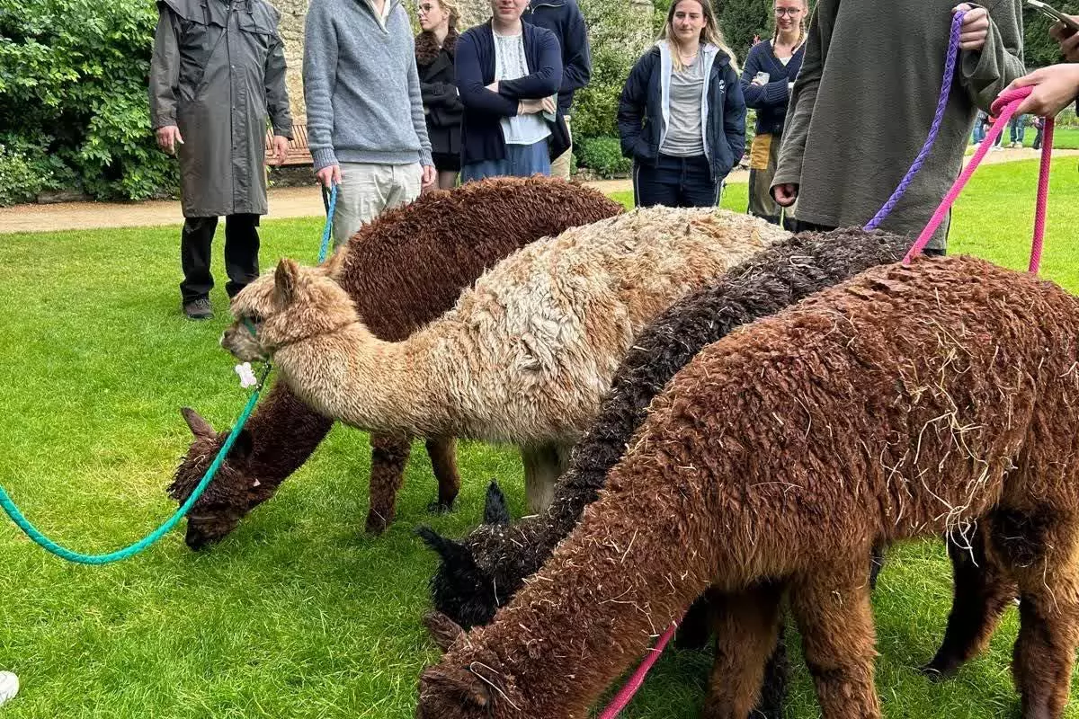Alpacas on the lawns in Trinity being held by students